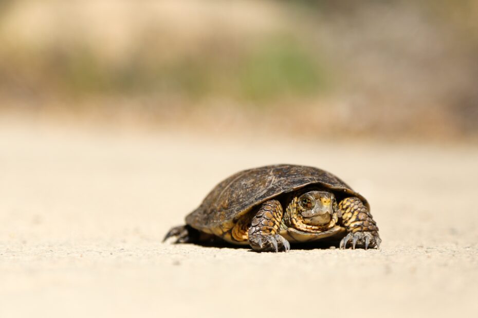 slow tortoise on the road feat